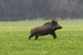 Sus scrofa